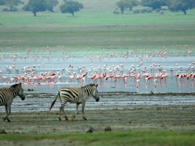 Zebras And Flamingos, Ngorongoro Crater
