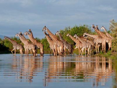 8 Days Tanzania Lodging Safari