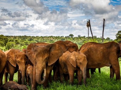 7 Days Tanzania Lodging Safari