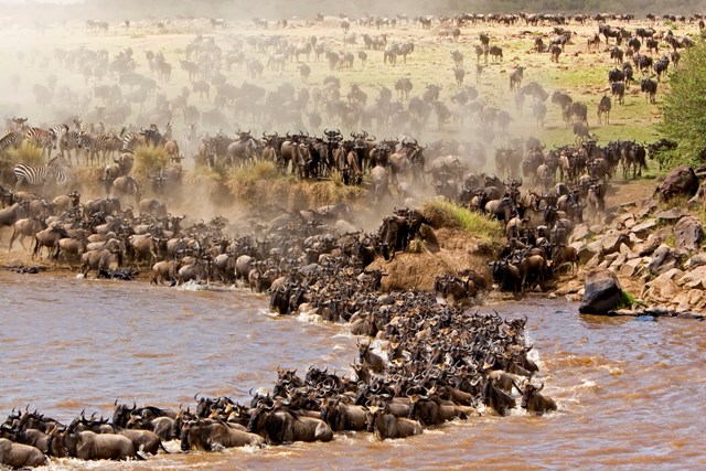 5 Days serengeti wildebeest migration