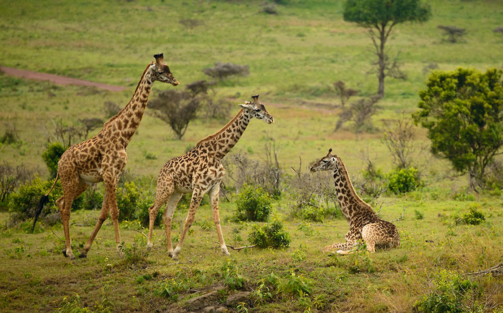 ARUSHA NATIONAL PARK DAY TOUR