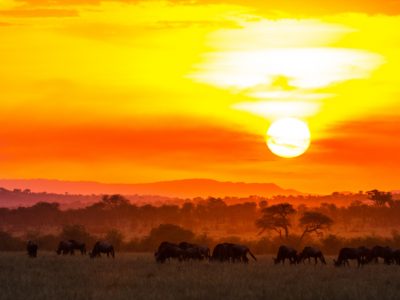 5 Days Tanzania Lodging Safari