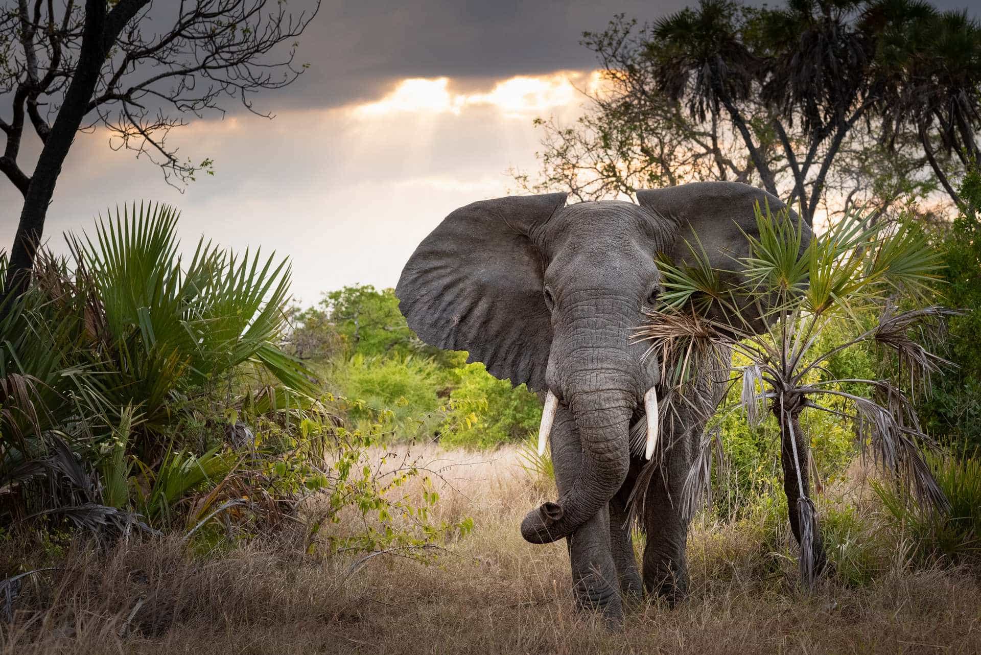 Tanzania photo