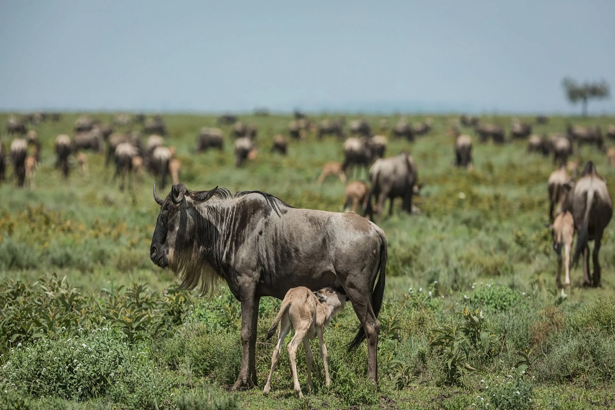 Calving