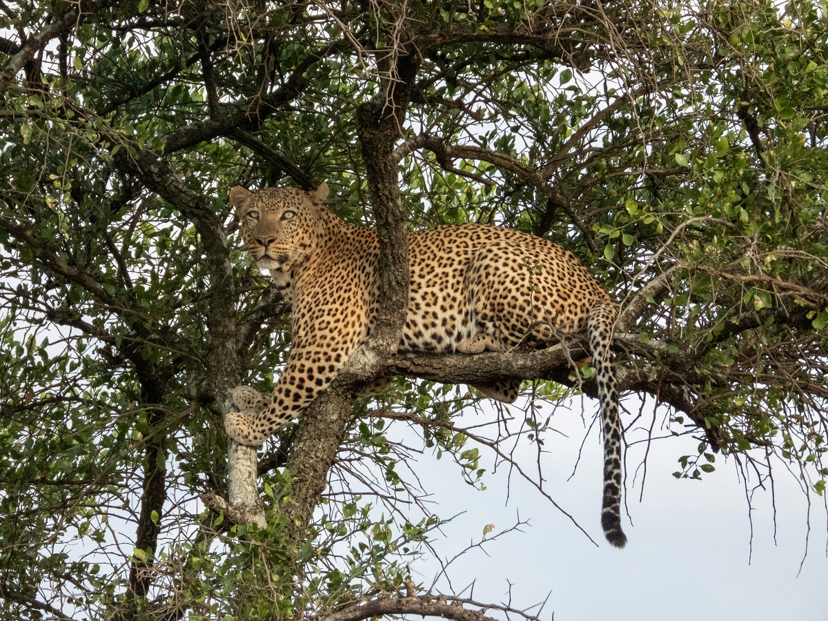 Leopard 1