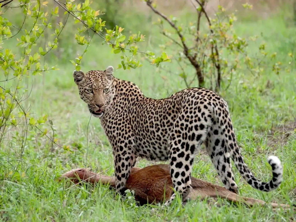 Leopard Mara 1