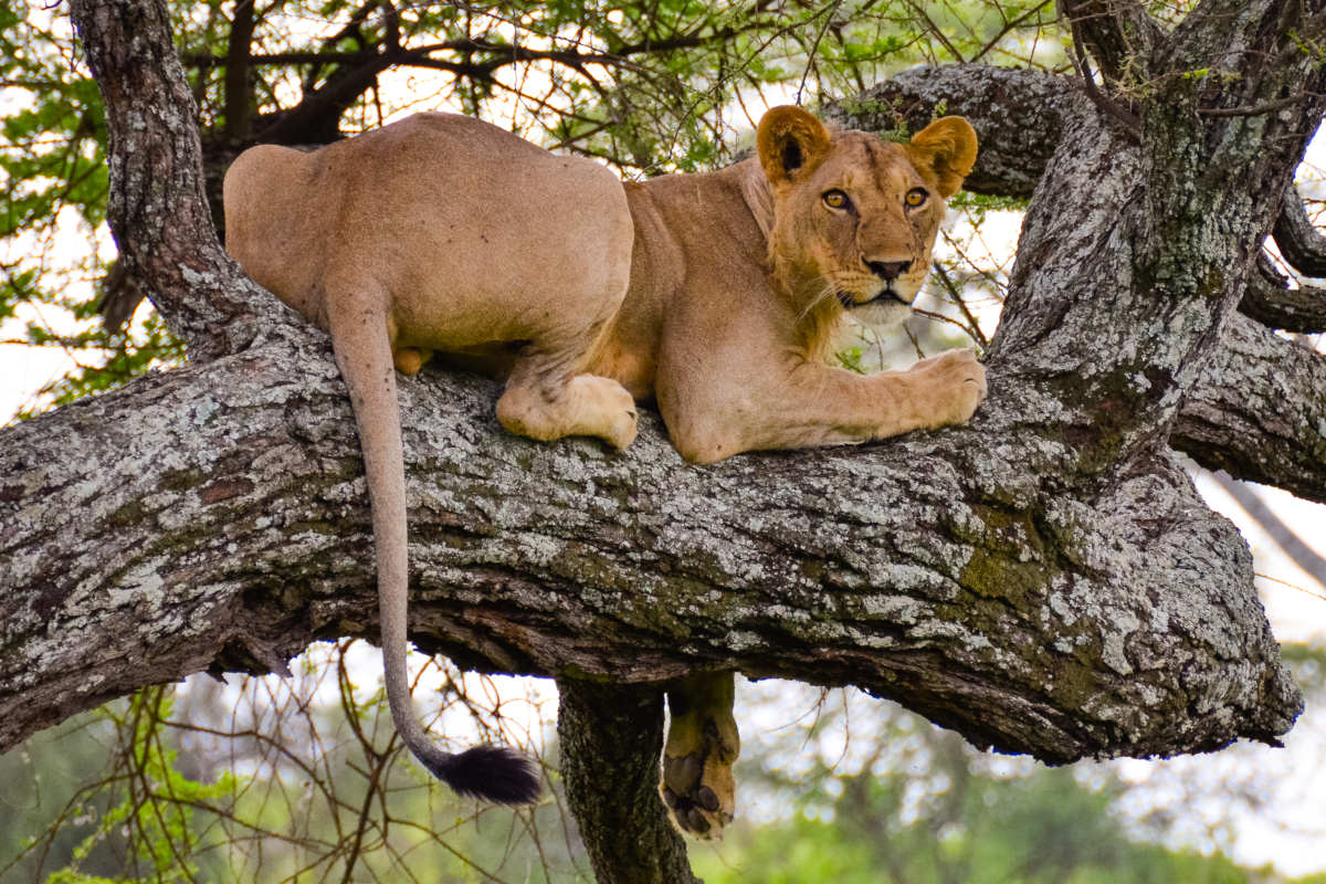 Manyara - lion