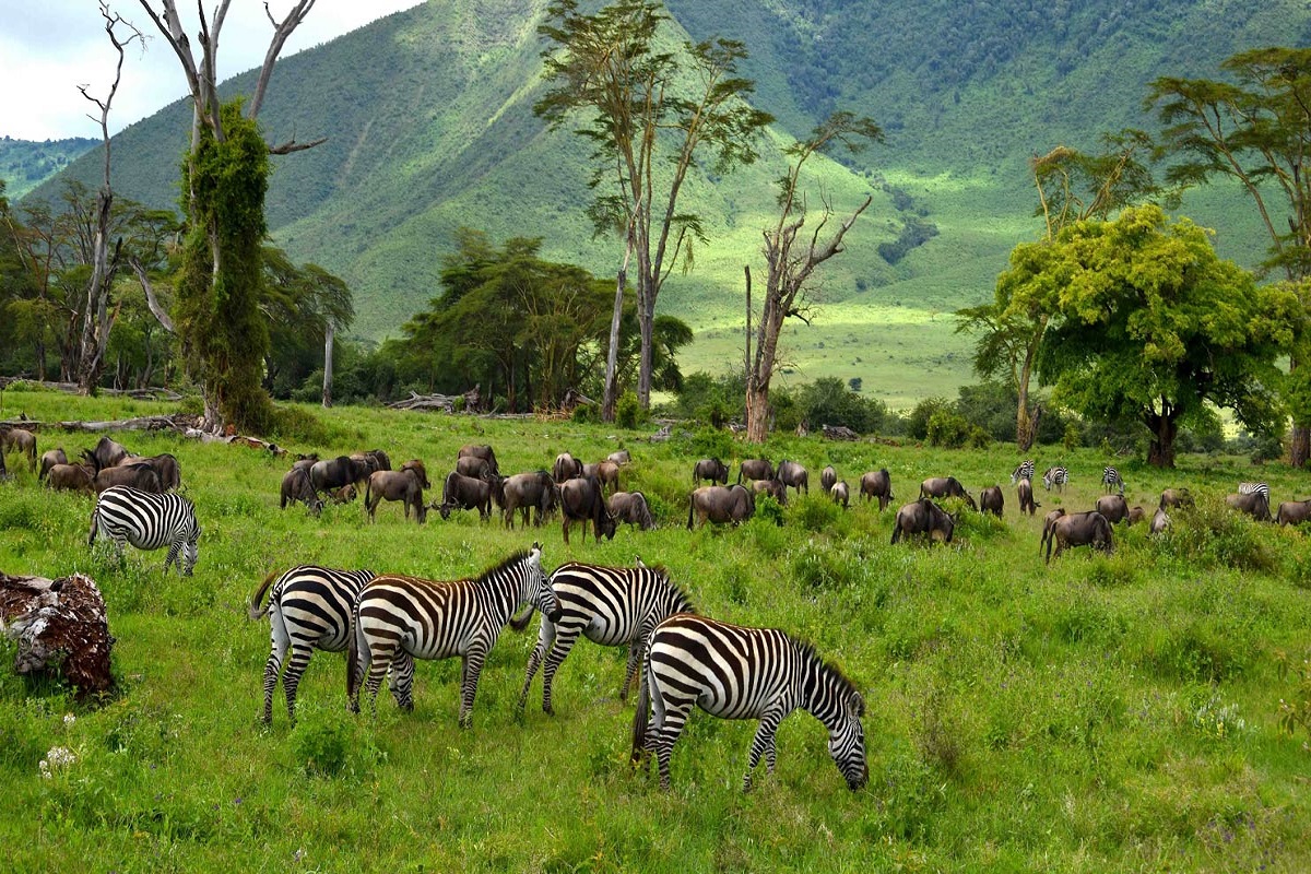 Ngorongoro Cons