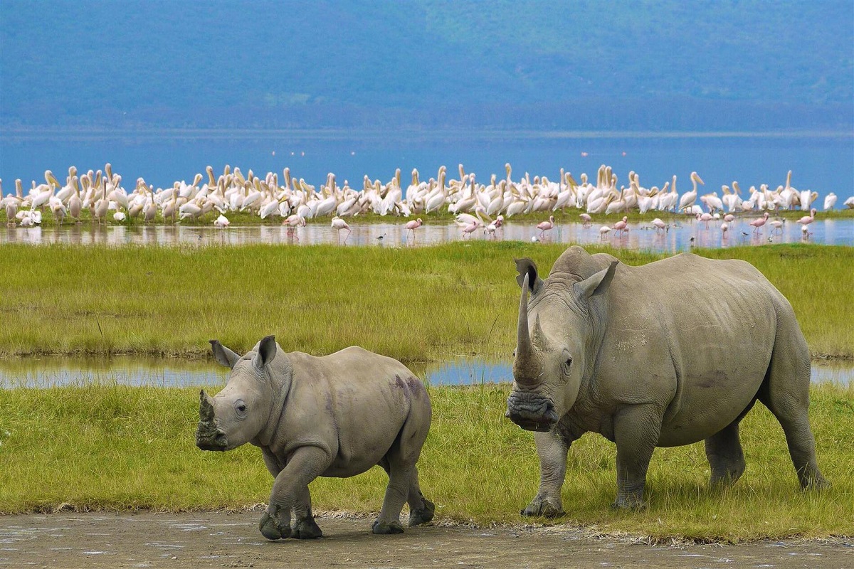 Ngorongoro Rhino