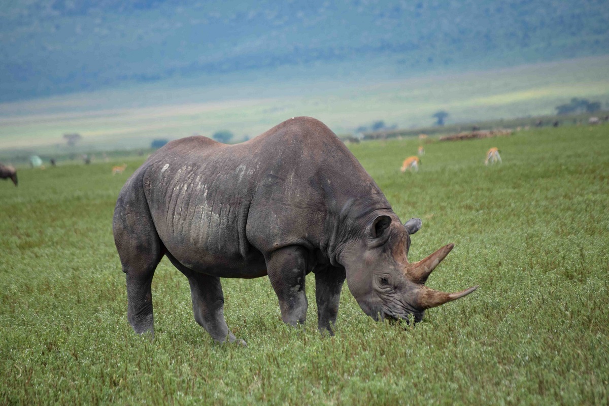 Rhino Ngoro