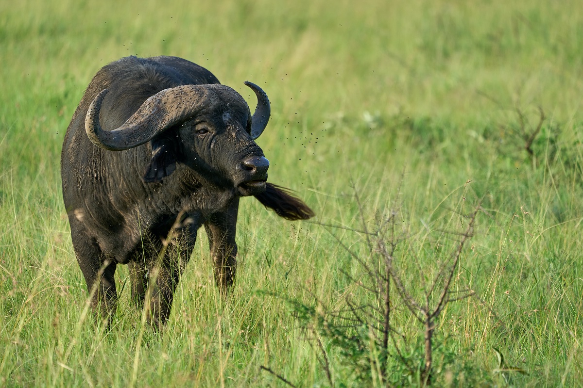 buffalo
