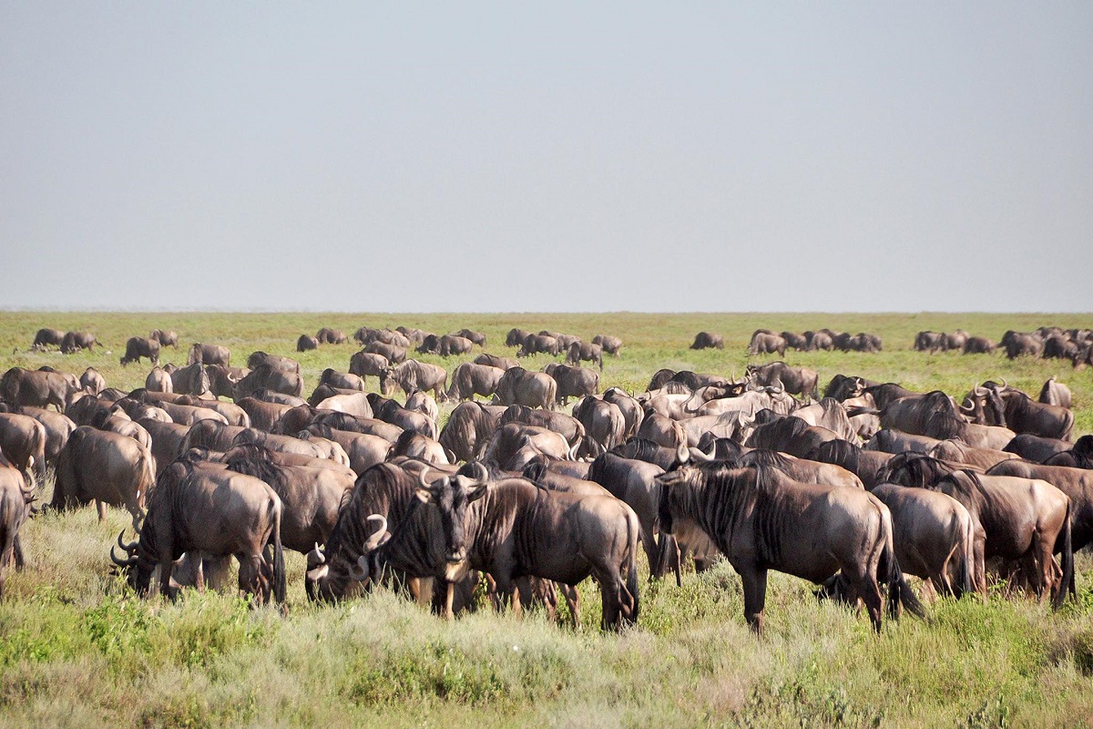 wildebeest