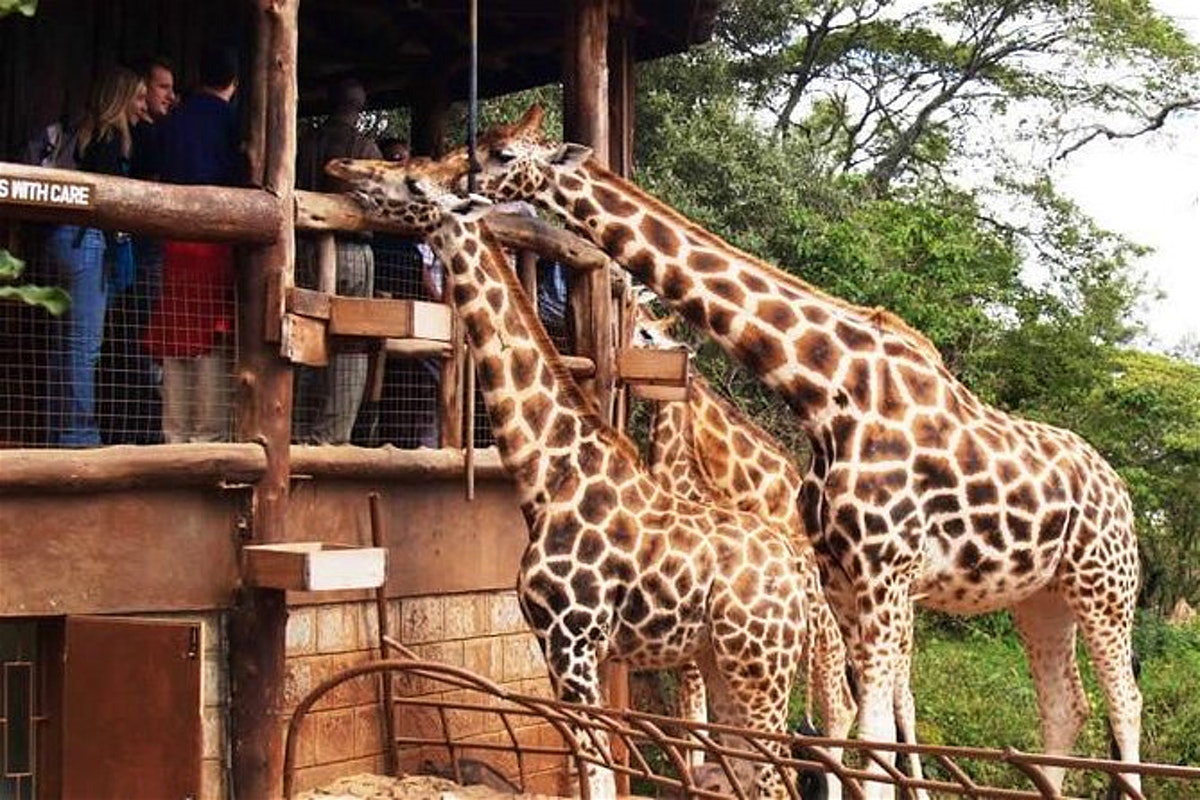 Giraffe-center-nairobi