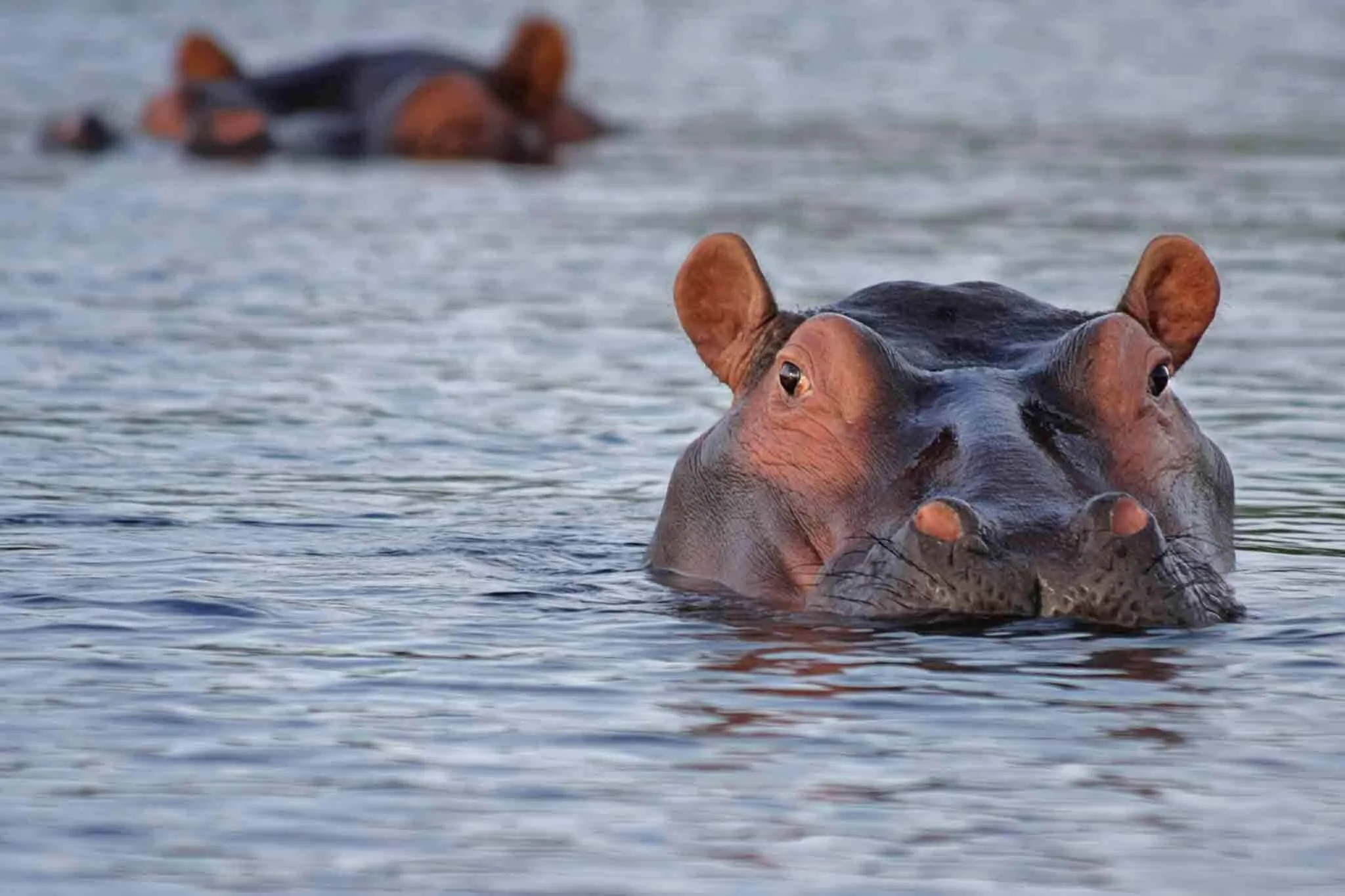Hippo-lake-Manyara