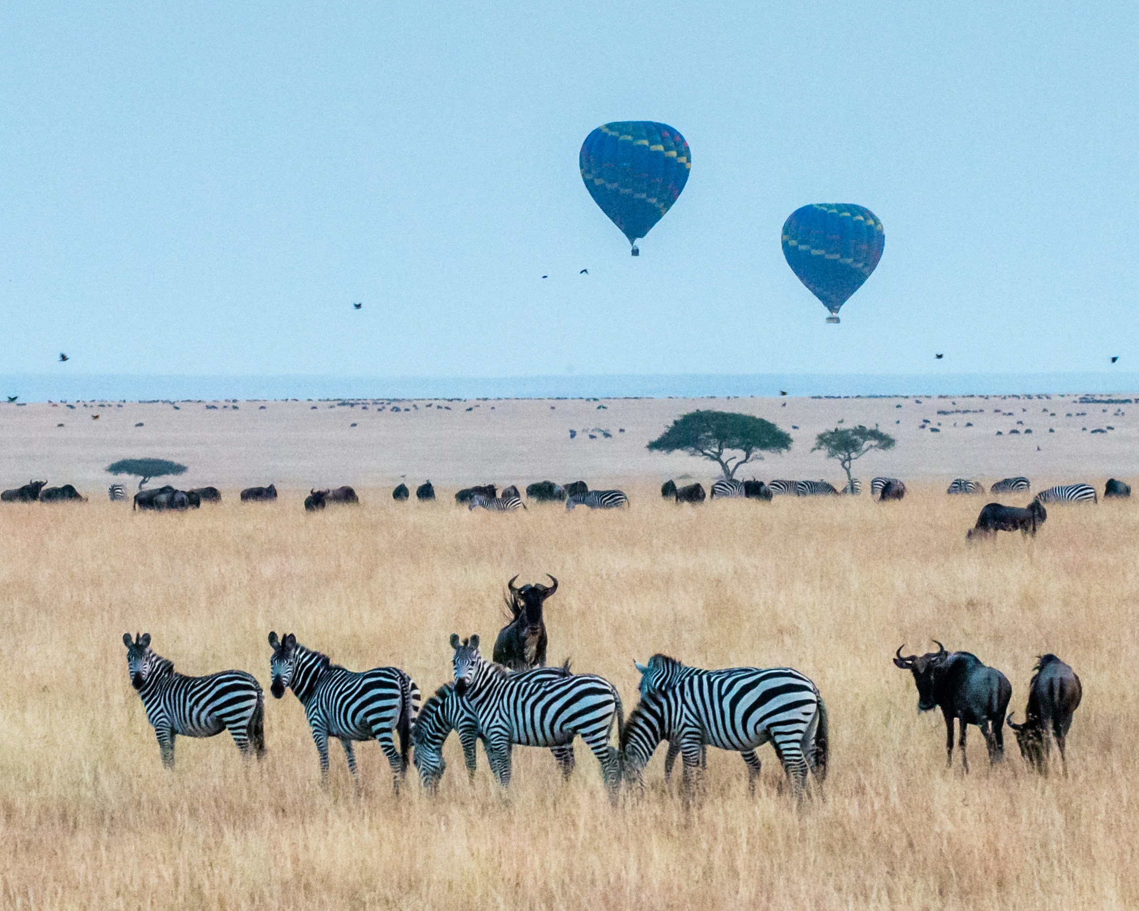 Maasai mara