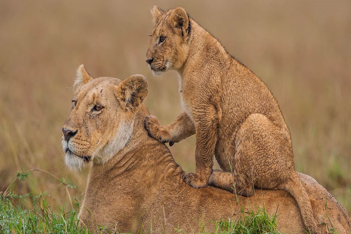 Masai Mara reserve800