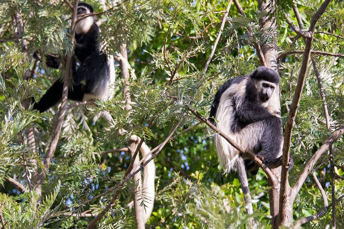 Monkey2