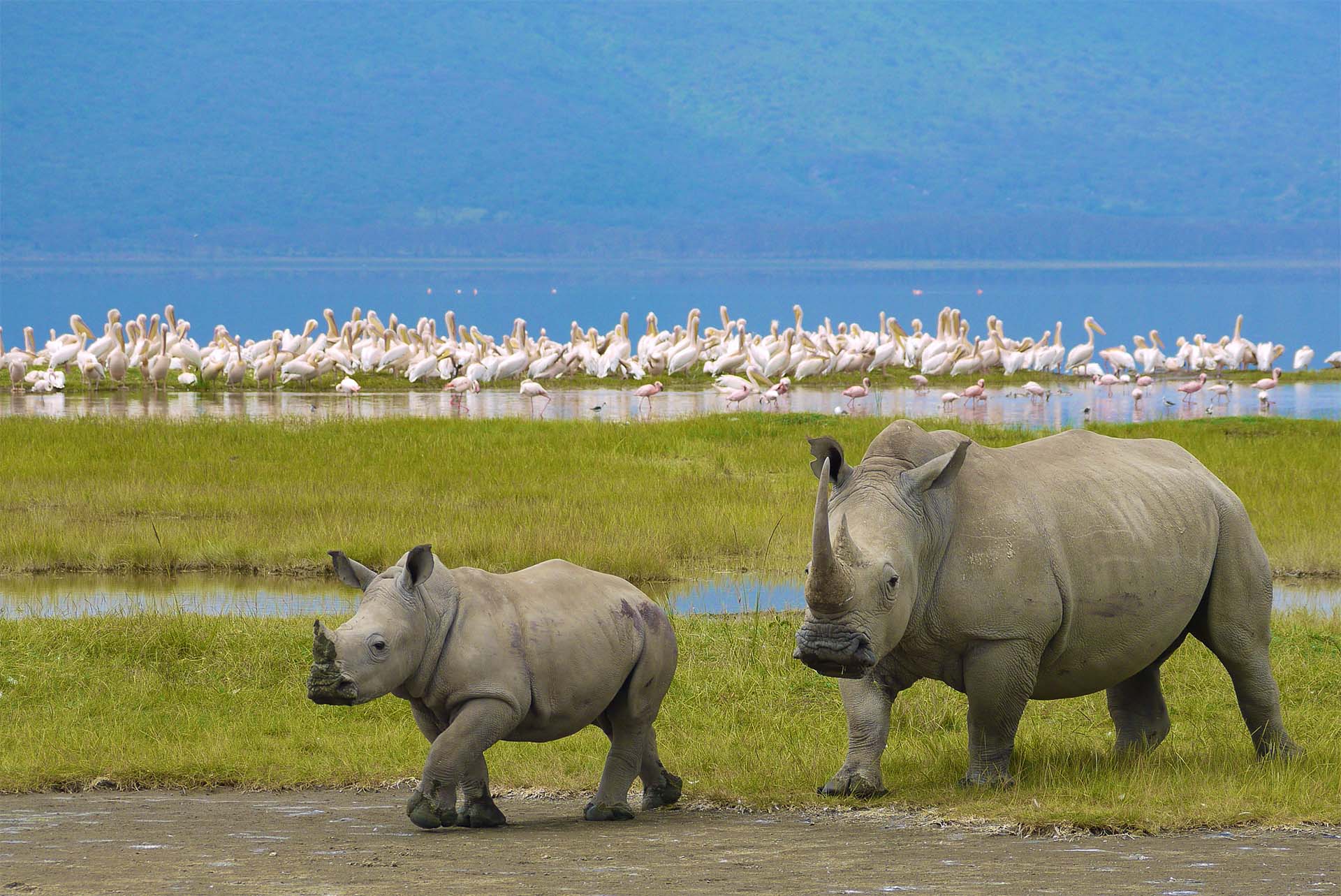 Ngorongoro