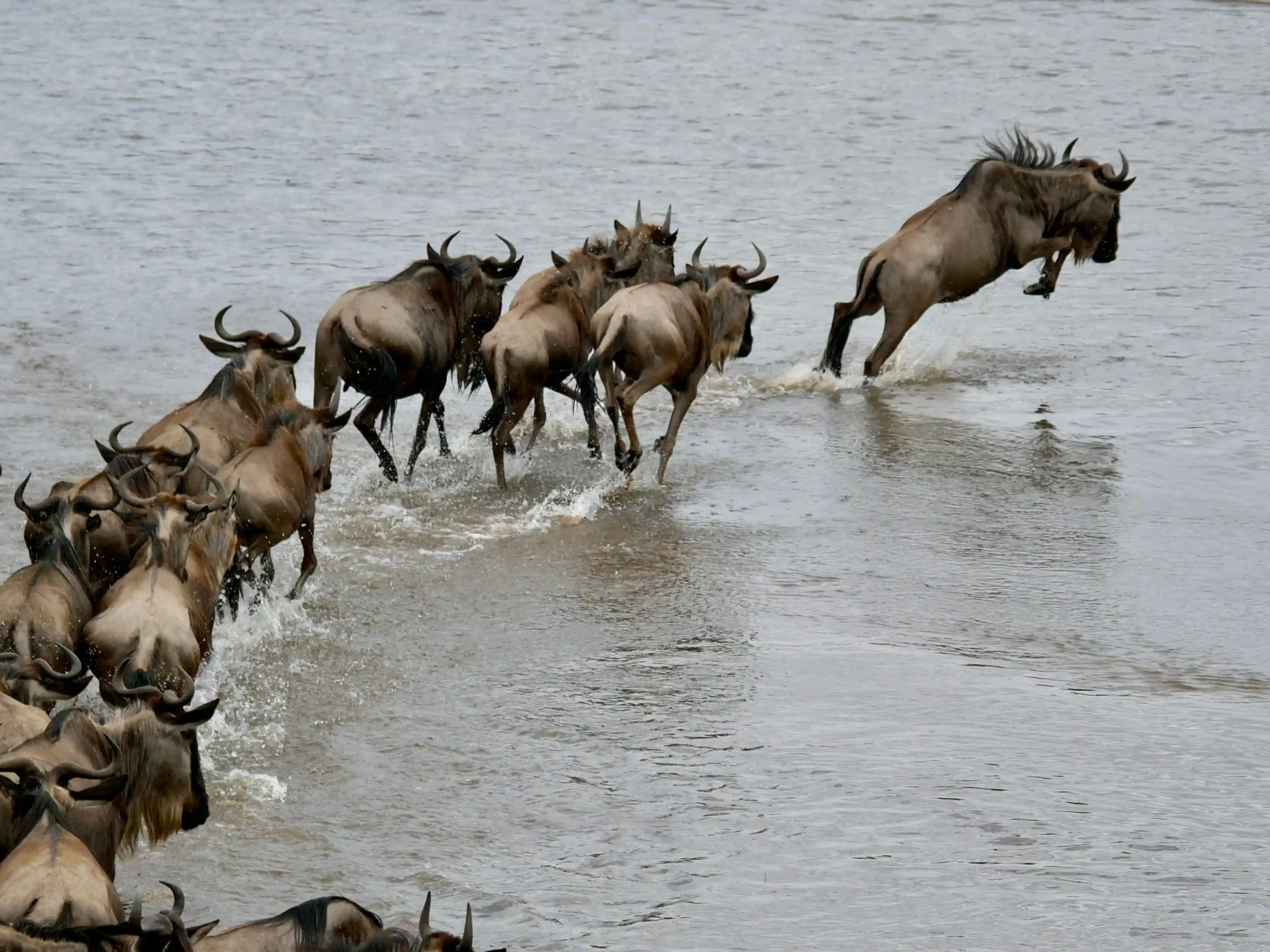 Serengeti wildebeest