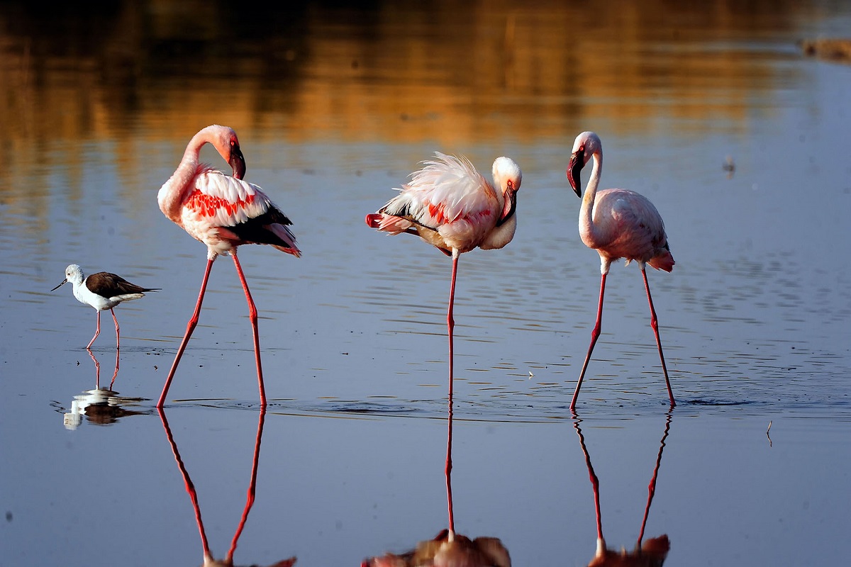 flamingo2
