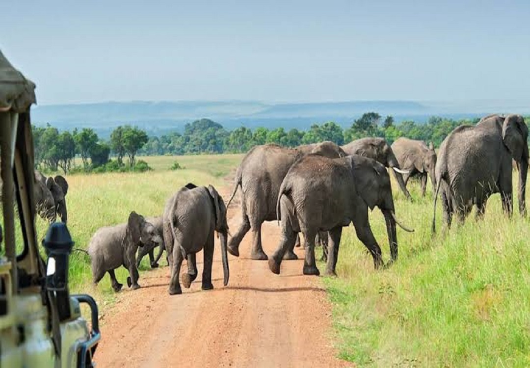 Elephatnt Elgon Mt2