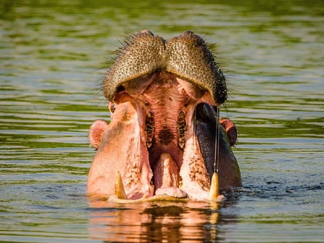 Lake Mbulo - hippo22