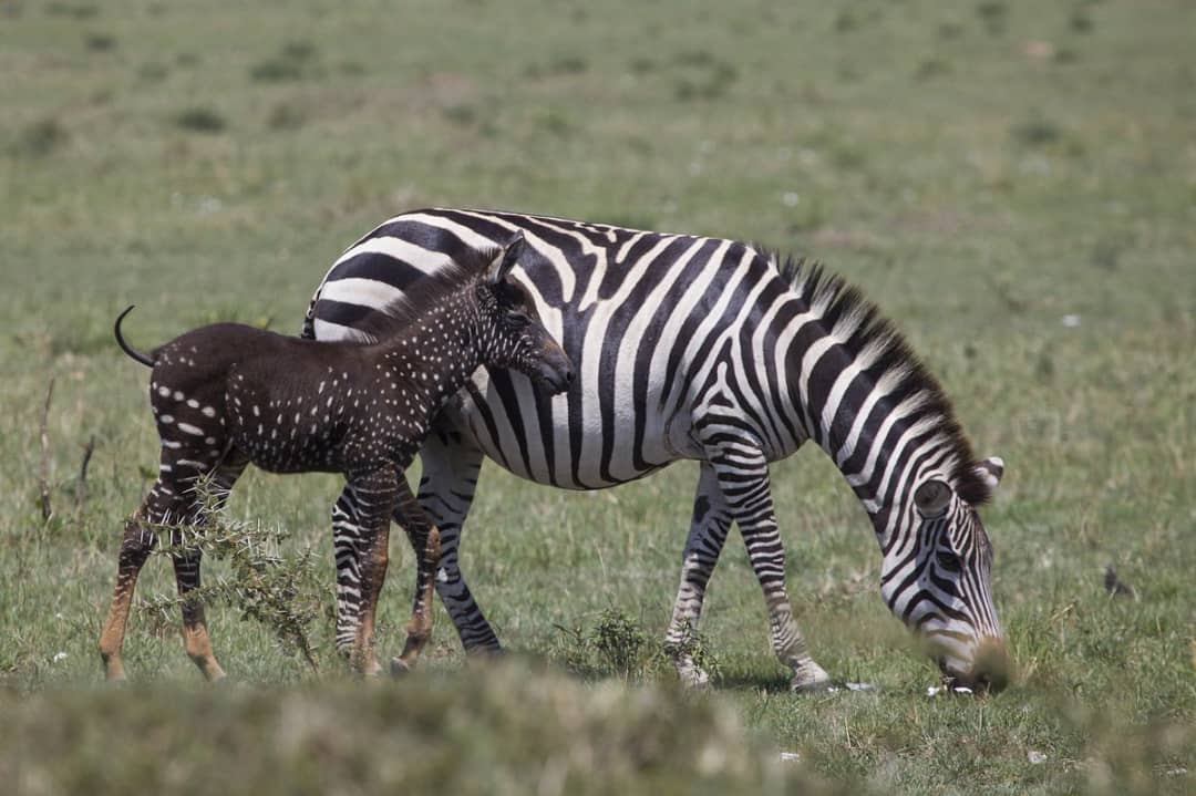 Masai mara nationa rese