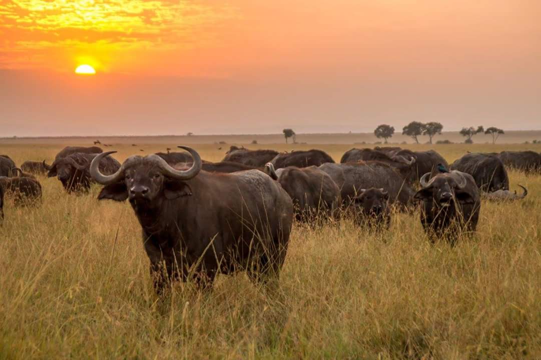 Meru-national-park-Buffalo