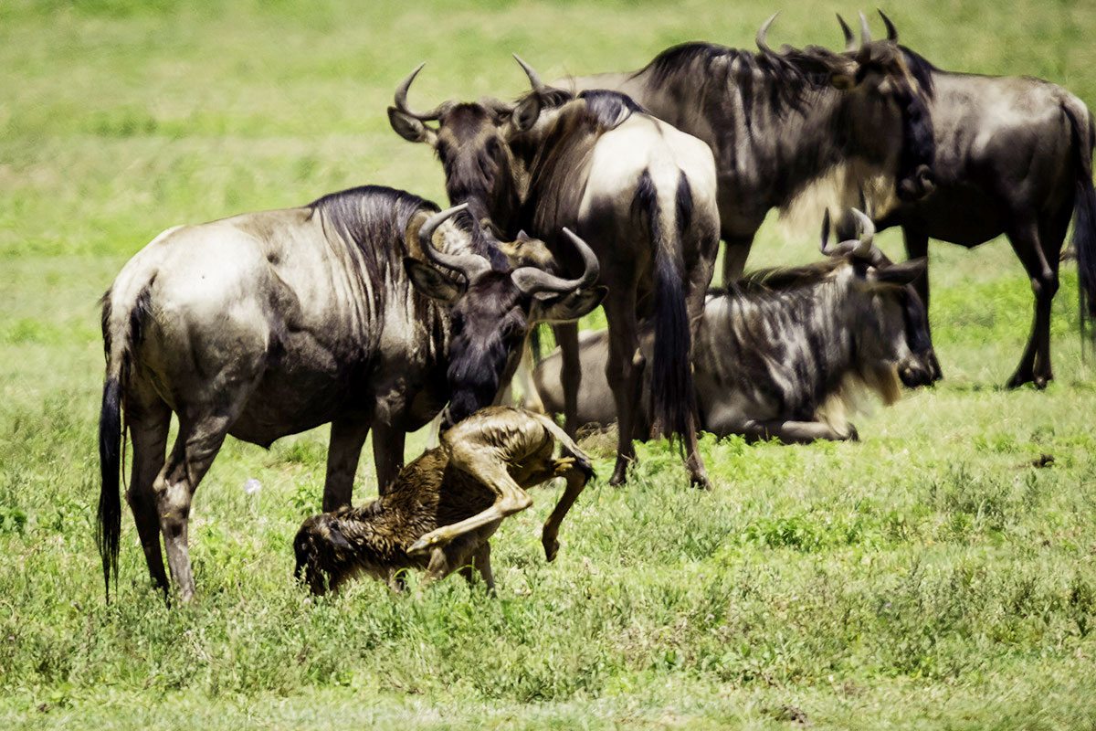 MigrationWildlife_Calving