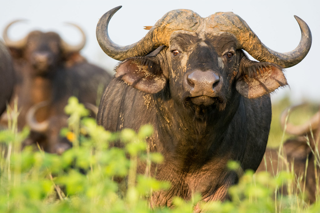 Mount Elgon ugnda- buffalo