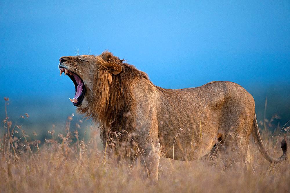 Ol Pejeta National - lion