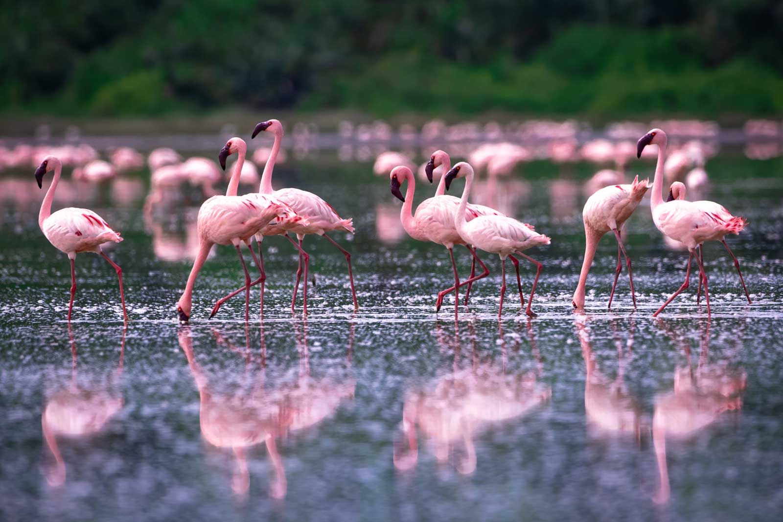 Queen Elizabeth - Flamingo