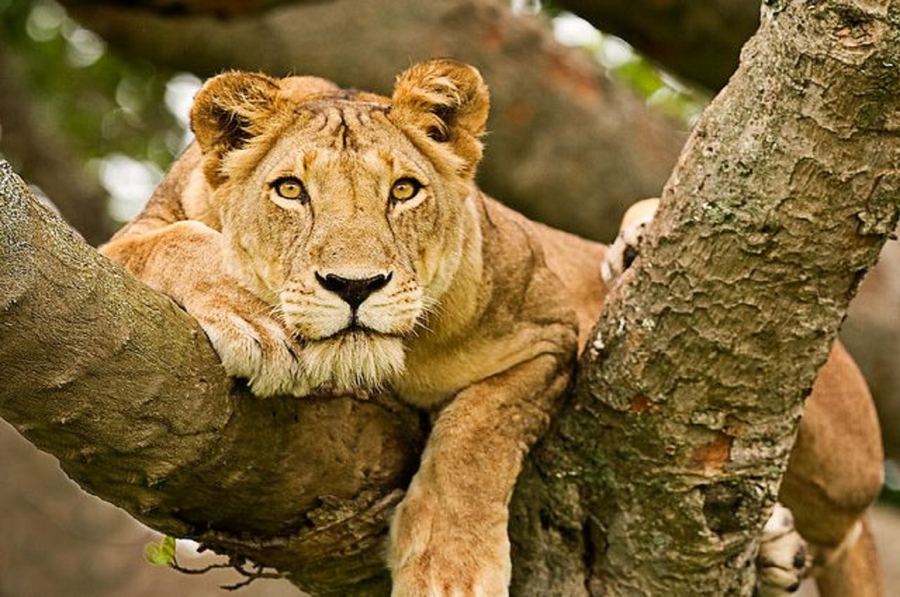 Queen-Elizabeth-National-Park-lion on tree22
