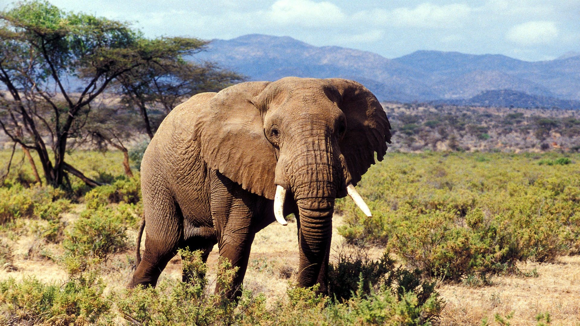 Samburu National Reserve -elephant