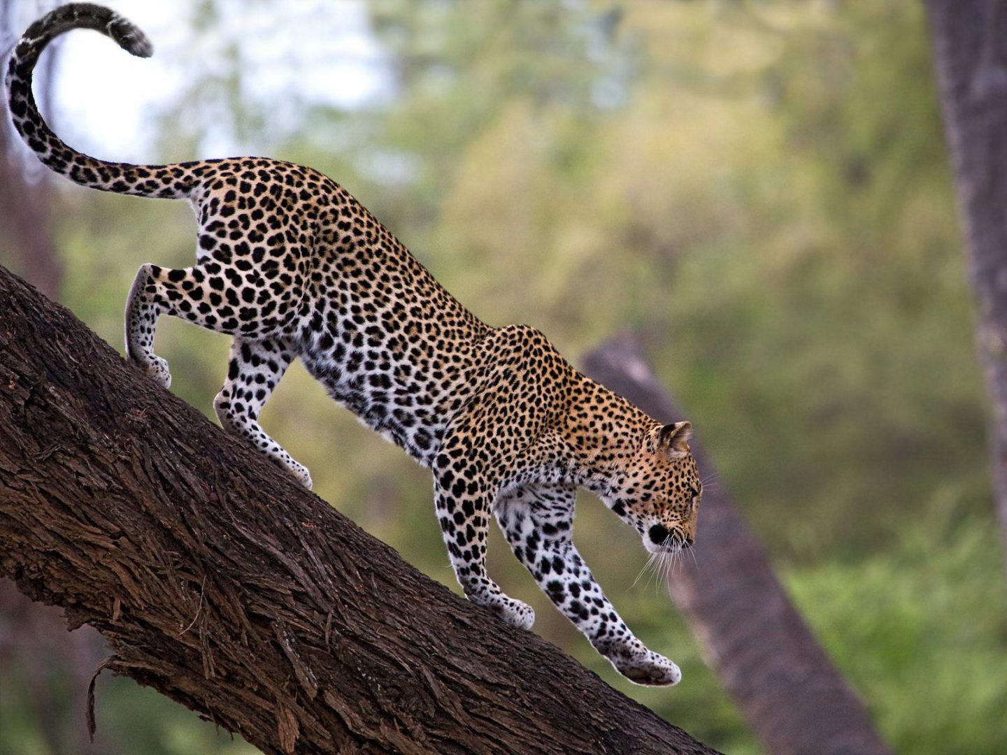 Samburu National Reserve - leopard