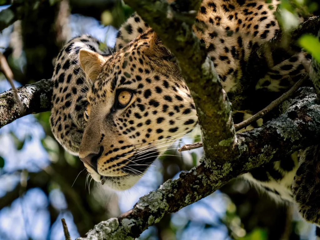 Central serengeti - leopard