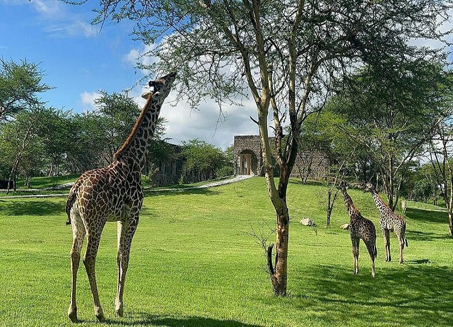 Giraffe Manor Arusha - PLATINUM