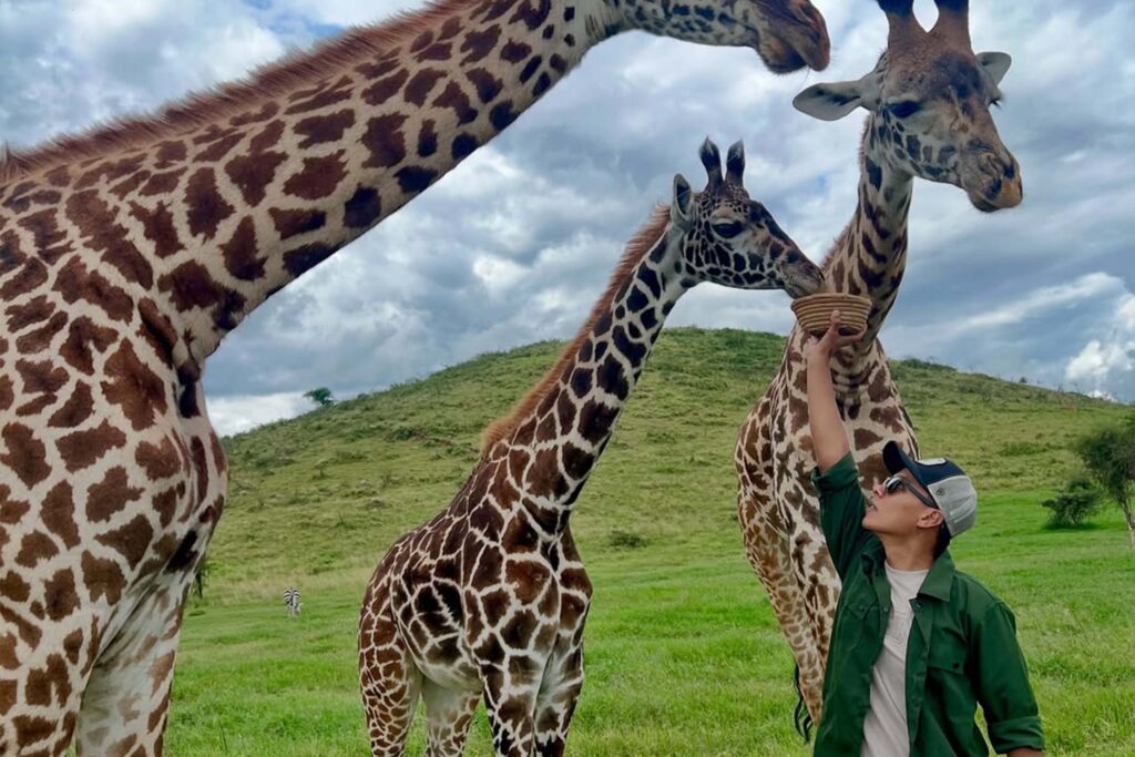 Giraffe