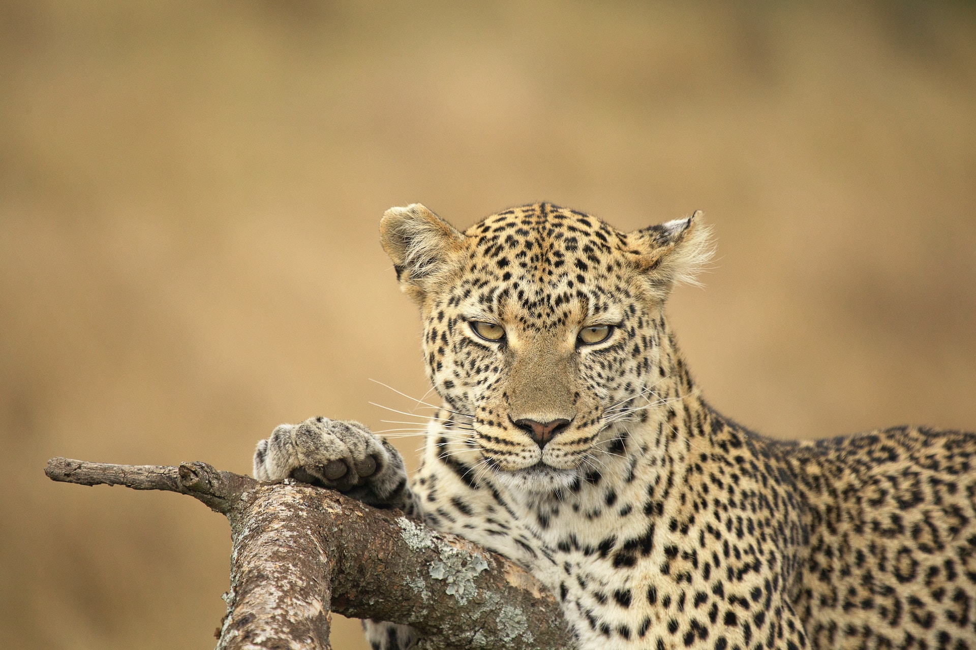 Leopards-in-Serengeti
