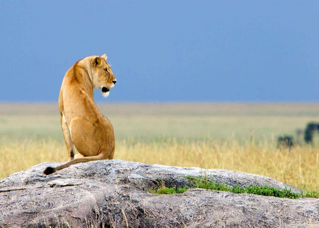 Lion - Ngorongoro-02