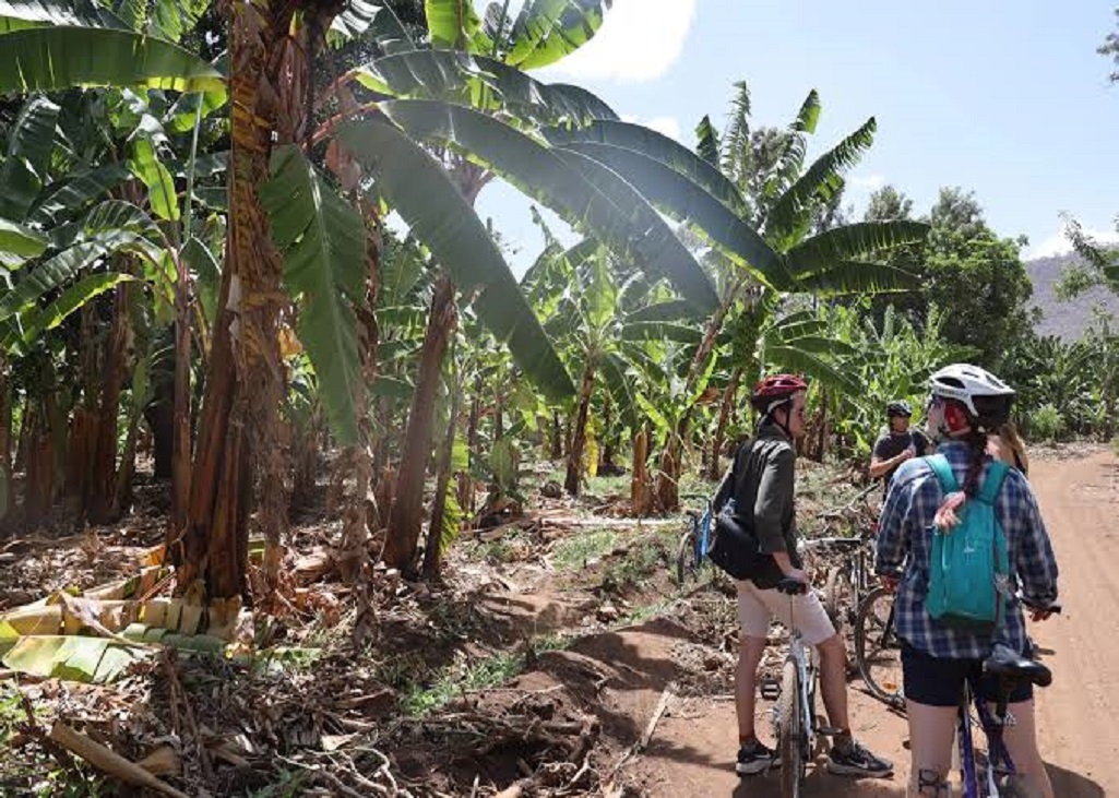 Mto wa Mbu - bike tour