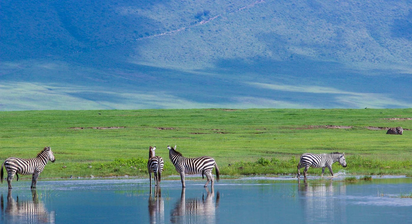 Ngorongoro Crater - Zebra
