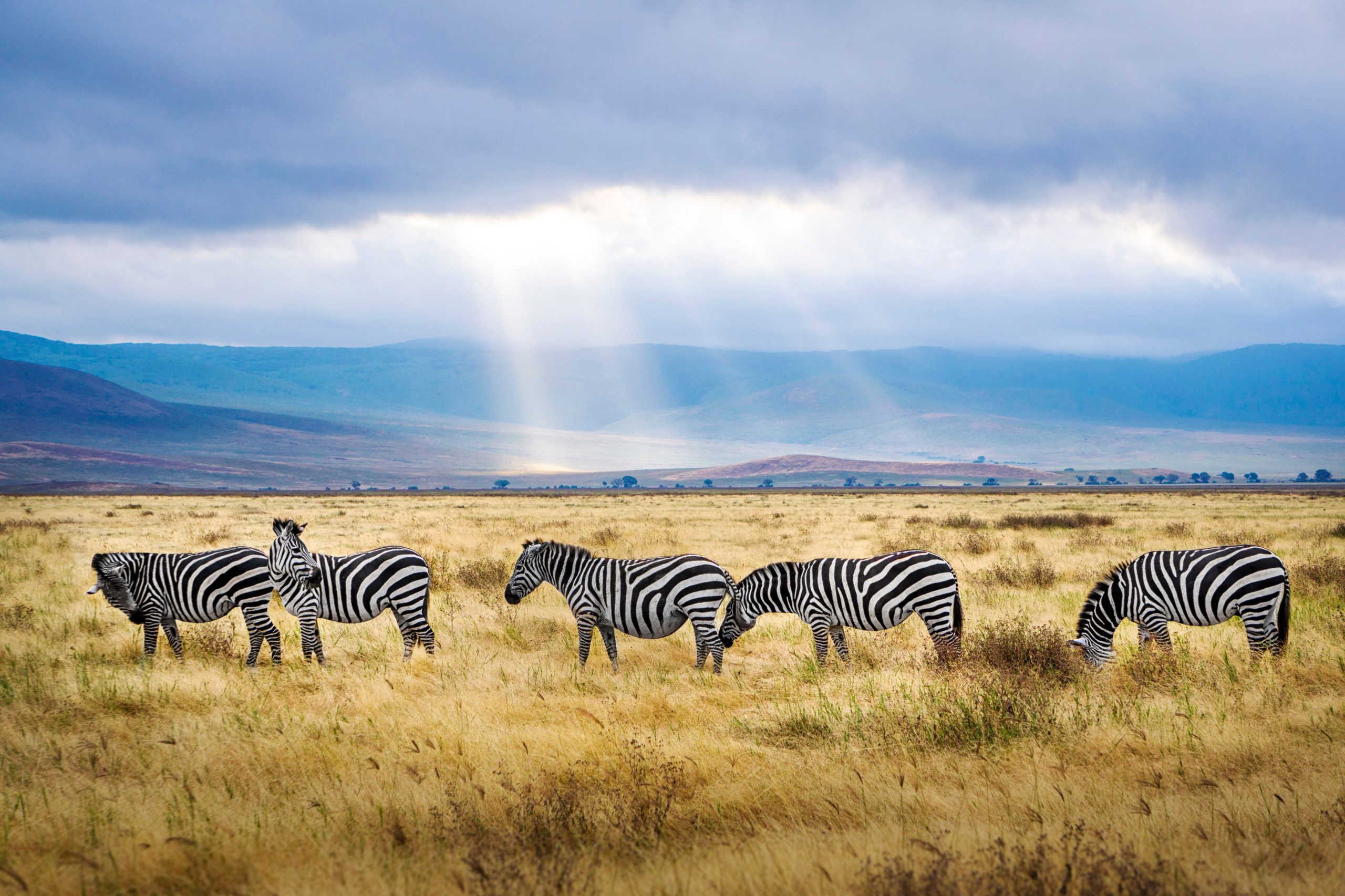 Ngorongoro-Zebra