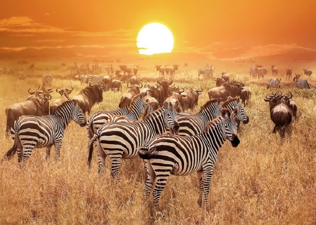 Serengeti National Park zebra and wildebeest-01