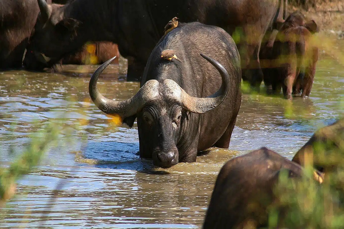 Serengeti - buffalo2