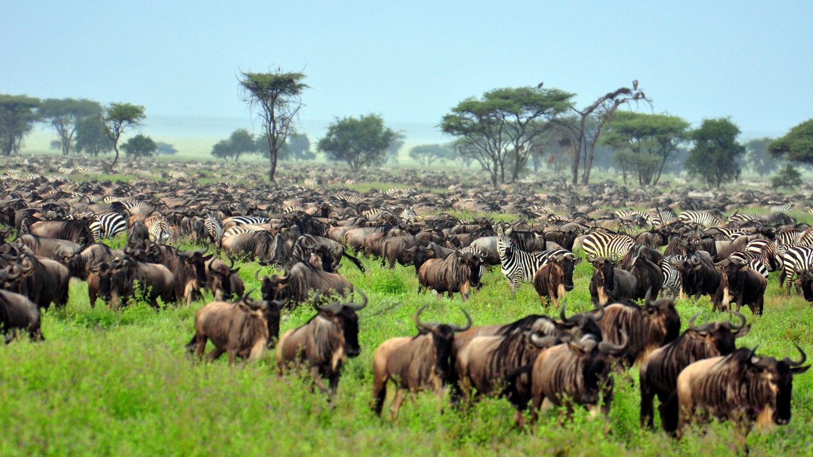 Serengeti_Migration
