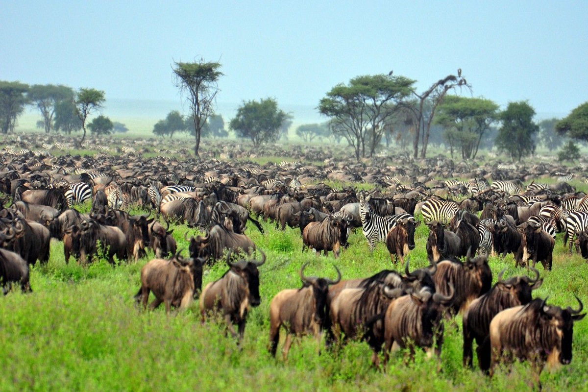 Serengeti_Migration2