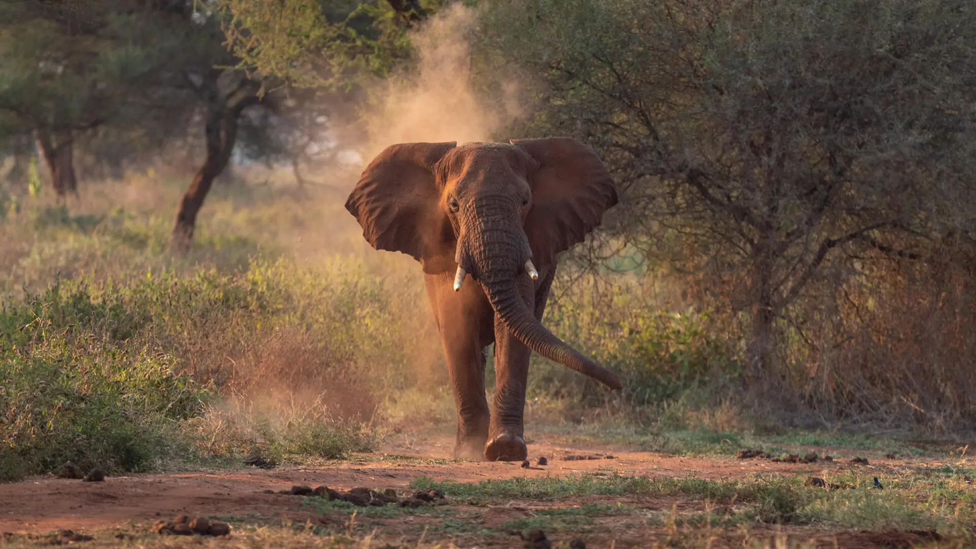 Tarangire-National-Park-Elephant