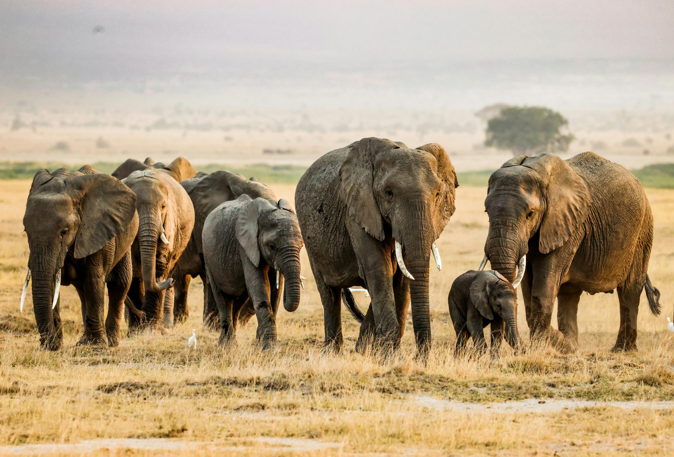 Tarangire National park - Elephant