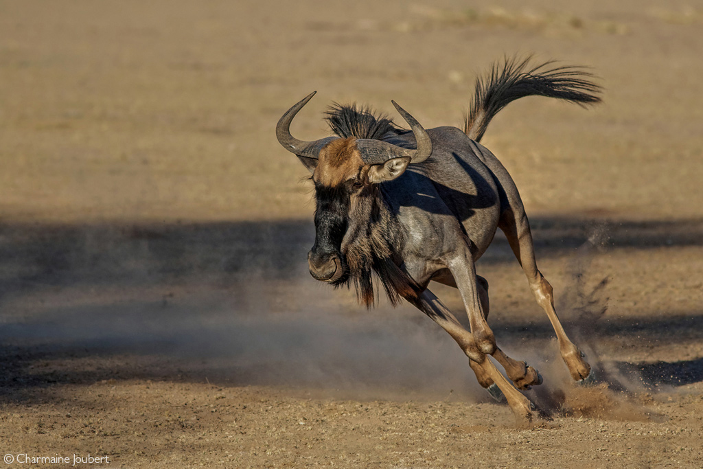 Wildebeest - Ngorongoro